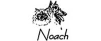 Noach