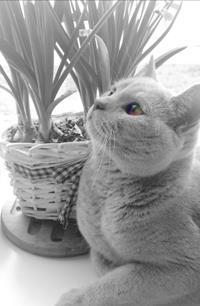 Aristo kattenpension
