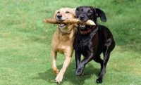 Hondenpension 'Le bon chien'